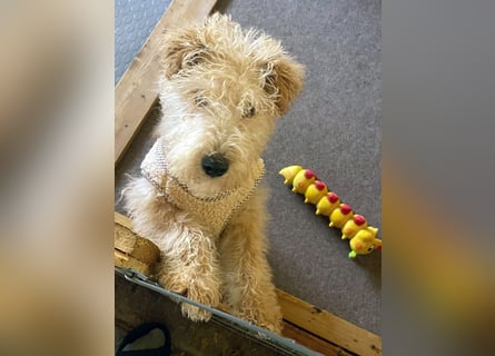 Lakeland Terrier Welpen abzugeben!