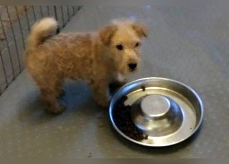 Lakeland Terrier Welpen abzugeben!