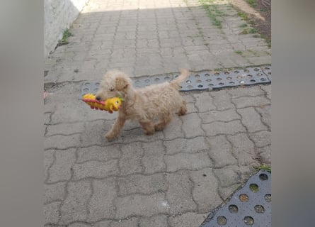 Lakeland Terrier Welpen abzugeben!
