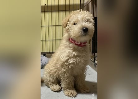 Lakeland Terrier Welpen abzugeben!