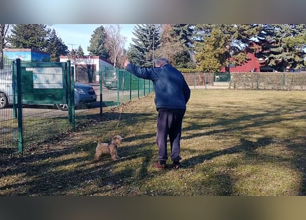 Lakeland Terrier Welpen abzugeben!