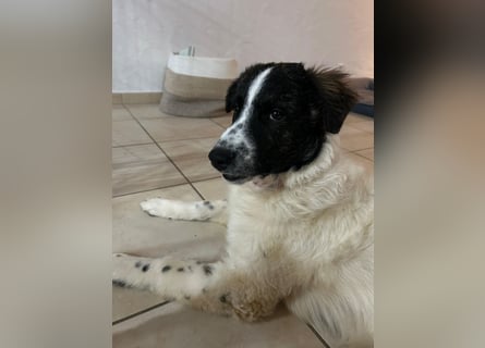 Caramela: freut sich über Besuch nähe Ludwigsburg