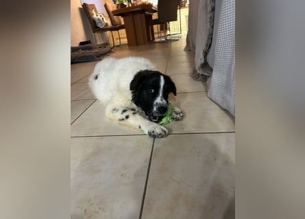 Caramela: freut sich über Besuch nähe Ludwigsburg