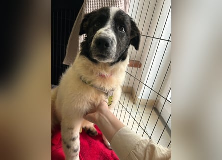 Caramela: freut sich über Besuch nähe Ludwigsburg