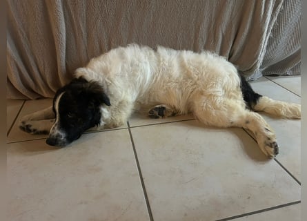 Caramela: freut sich über Besuch nähe Ludwigsburg