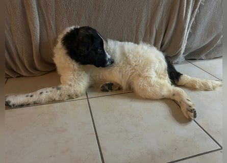 Caramela: freut sich über Besuch nähe Ludwigsburg