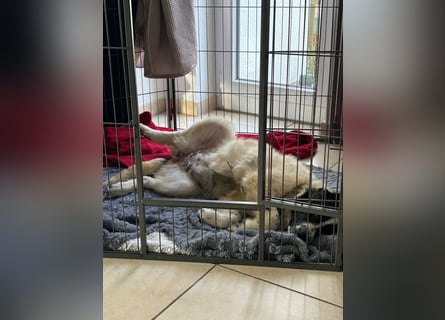 Caramela: freut sich über Besuch nähe Ludwigsburg