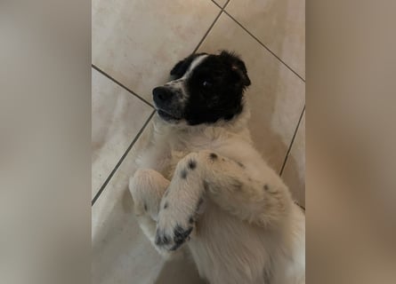 Caramela: freut sich über Besuch nähe Ludwigsburg