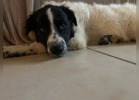 Caramela: freut sich über Besuch nähe Ludwigsburg