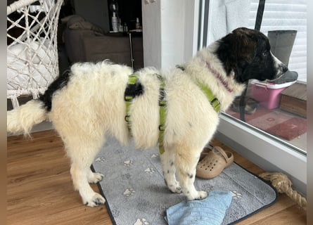 Caramela: freut sich über Besuch nähe Ludwigsburg