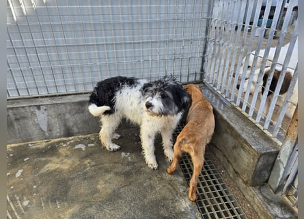 Martino: ein Wuschel sucht Dich!