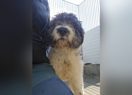 Martino: ein Wuschel sucht Dich!