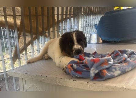 Caramela: sie liebt das Leben