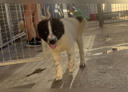 Caramela: sie liebt das Leben