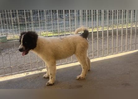 Caramela: sie liebt das Leben