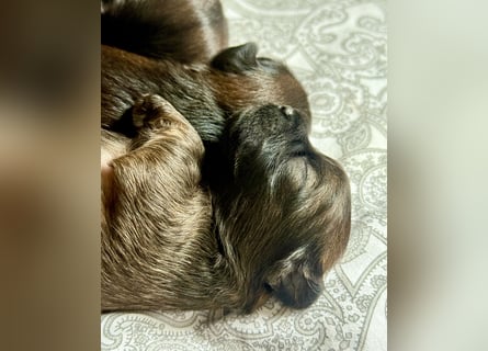 Wir haben Lhasa Apso Welpen