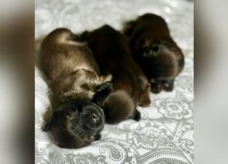 Wir haben Lhasa Apso Welpen