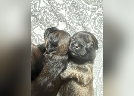 Wir haben Lhasa Apso Welpen