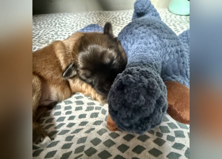 Wir haben Lhasa Apso Welpen