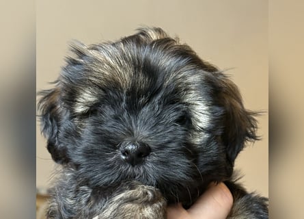 Wir haben Lhasa Apso Welpen