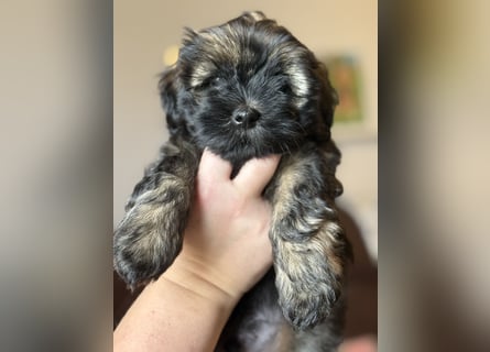 Wir haben Lhasa Apso Welpen