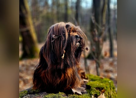 Wir haben Lhasa Apso Welpen