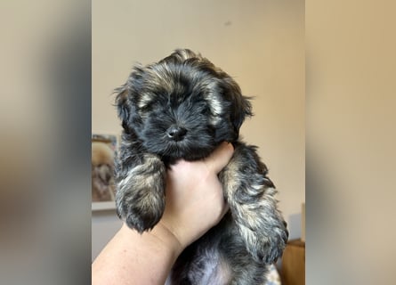 Wir haben Lhasa Apso Welpen