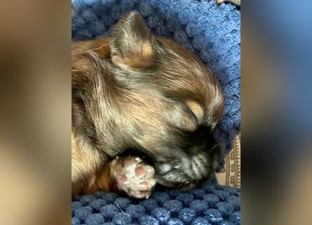 Wir haben Lhasa Apso Welpen