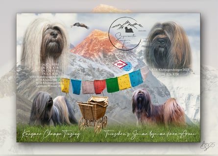 Wir haben Lhasa Apso Welpen