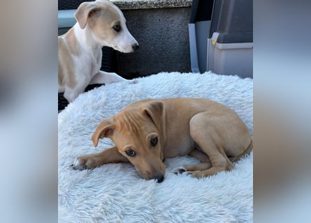 Ungarischer Windhund - Magyar Agar Welpen