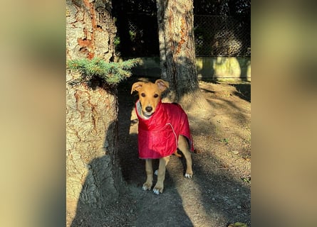 Ungarischer Windhund - Magyar Agar Welpen