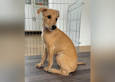 Ungarischer Windhund - Magyar Agar Welpen