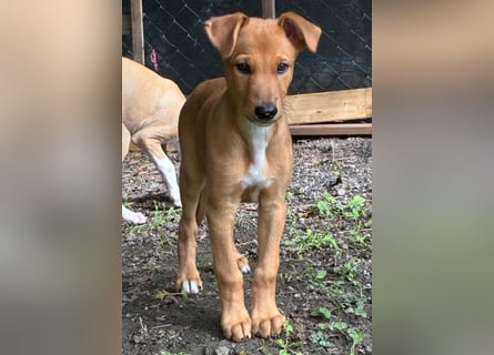 Ungarischer Windhund - Magyar Agar Welpen
