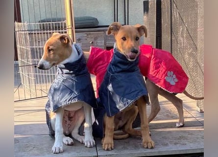 Ungarischer Windhund - Magyar Agar Welpen