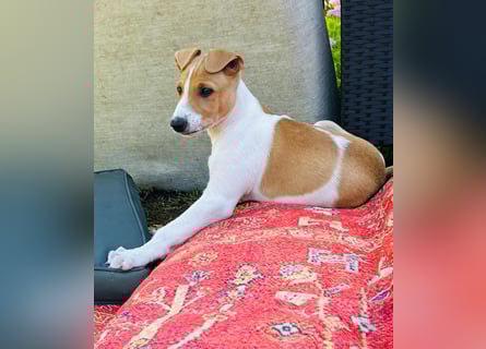 Ungarischer Windhund - Magyar Agar Welpen