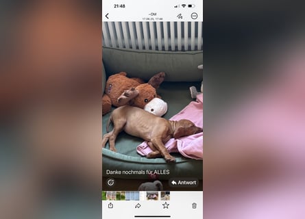 Magyar Vizsla Welpen in Erwartung