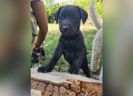 Muzsla Welpen ( FCI A. Magyar Vizsla x Mudi )