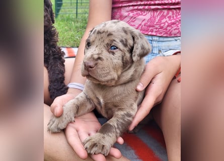 Muzsla Welpen ( FCI A. Magyar Vizsla x Mudi )