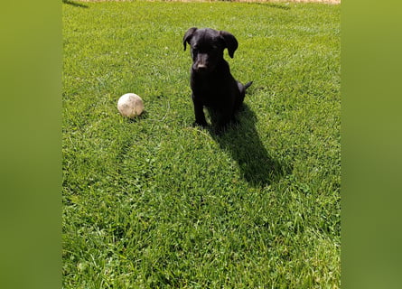 Muzsla Welpen ( FCI A. Magyar Vizsla x Mudi )