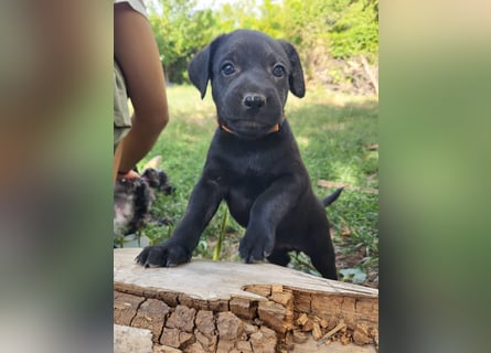 Muzsla Welpen ( FCI A. Magyar Vizsla x Mudi )