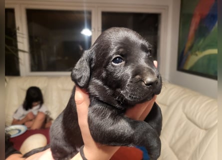 Muzsla Welpen ( FCI A. Magyar Vizsla x Mudi )