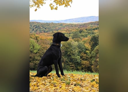 Muzsla Welpen ( FCI A. Magyar Vizsla x Mudi )