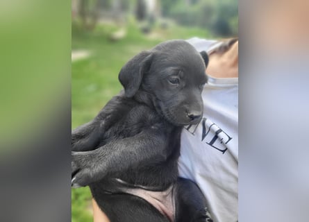 Muzsla Welpen ( FCI A. Magyar Vizsla x Mudi )