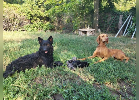 Muzsla Welpen ( FCI A. Magyar Vizsla x Mudi )