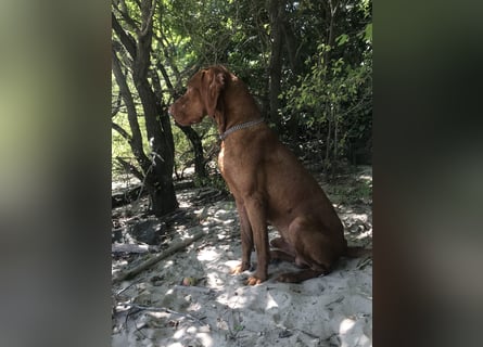 Muzsla Welpen ( FCI A. Magyar Vizsla x Mudi )