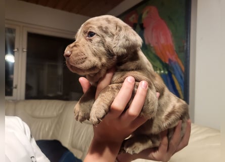 Muzsla Welpen ( FCI A. Magyar Vizsla x Mudi )