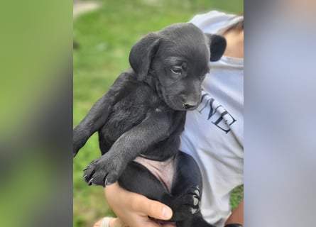Muzsla Welpen ( FCI A. Magyar Vizsla x Mudi )