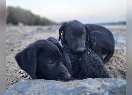 Muzsla Welpen ( FCI A. Magyar Vizsla x Mudi )