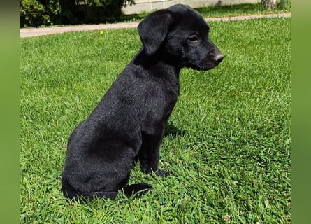 Muzsla Welpen ( FCI A. Magyar Vizsla x Mudi )