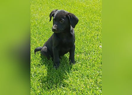 Muzsla Welpen ( FCI A. Magyar Vizsla x Mudi )